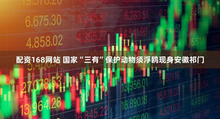 配资168网站 国家“三有”保护动物须浮鸥现身安徽祁门